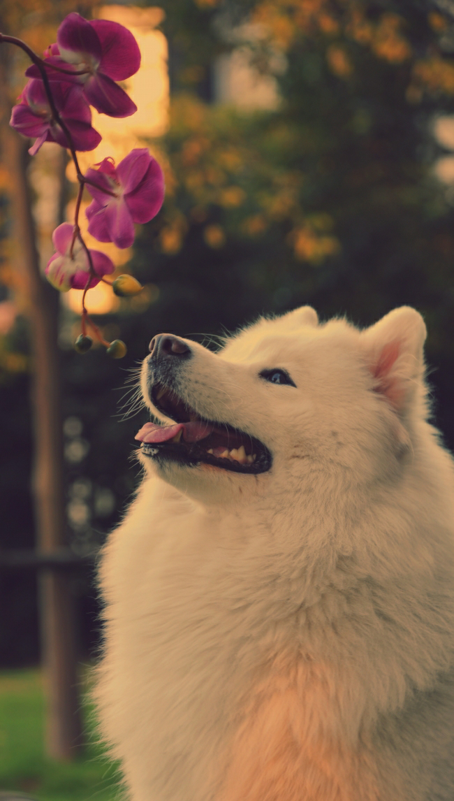 有没有萨摩耶可可爱爱的头像