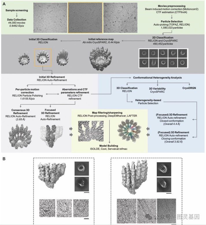 Science 放慢时间,揭示微管形成与调节机理 知乎