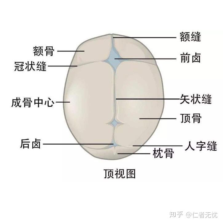 矢状缝冠状缝图片