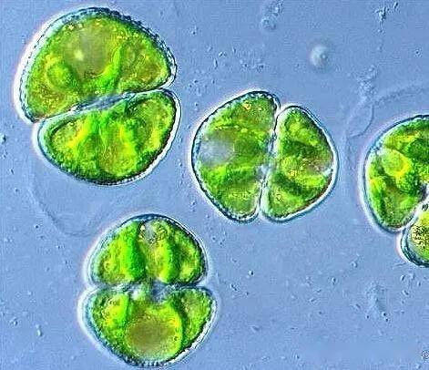 轮藻门—双星藻纲