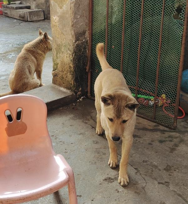本犬纲目 中国本土狗品种大全