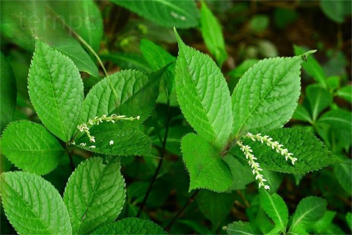 药用植物宽叶金粟兰 - 知乎
