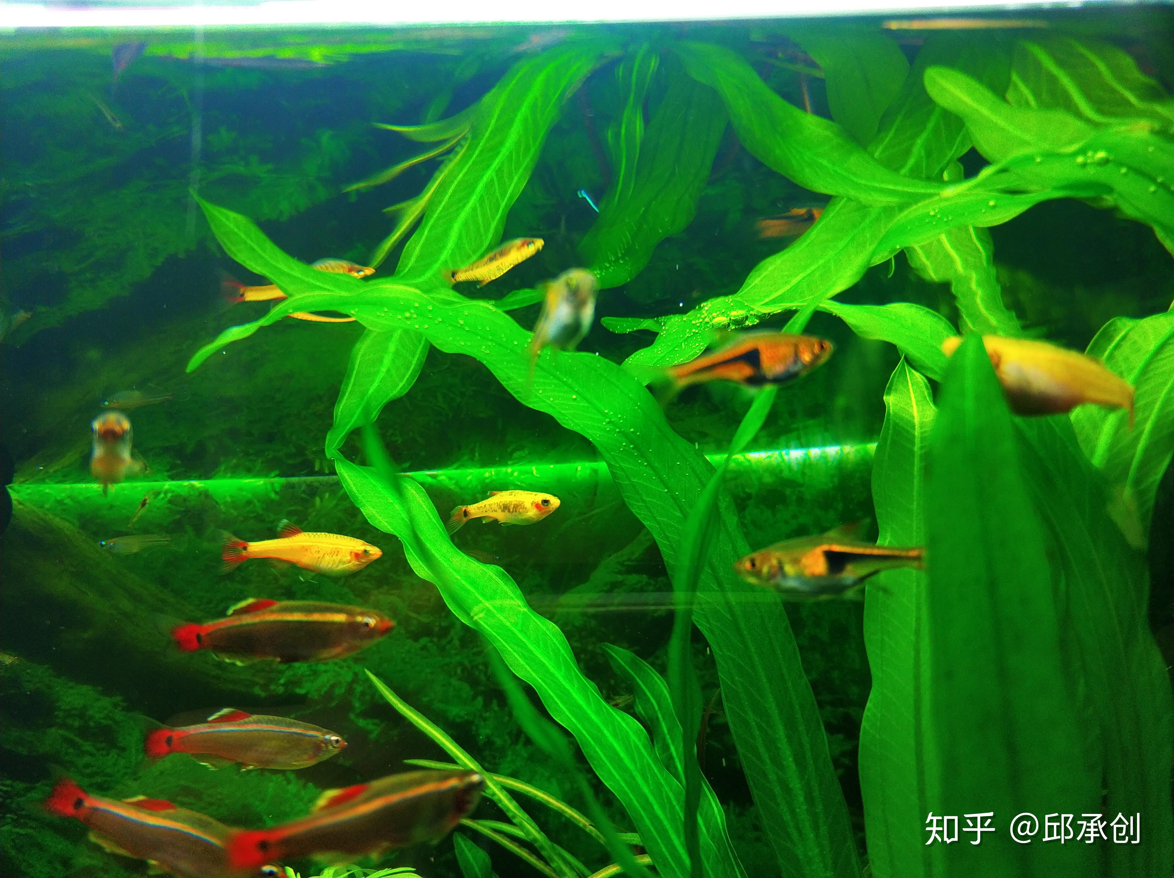 草缸适合养什么鱼?