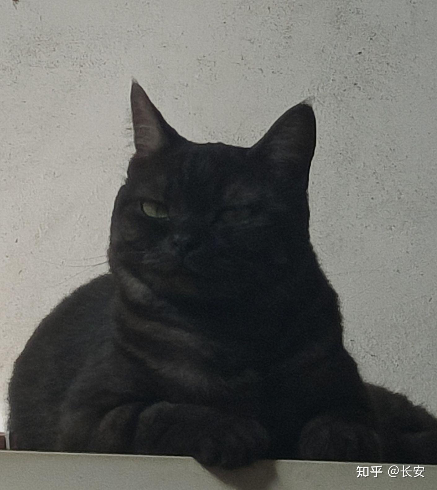 请问黑灰条纹的美短长大后会变成什么样会不会变成图三