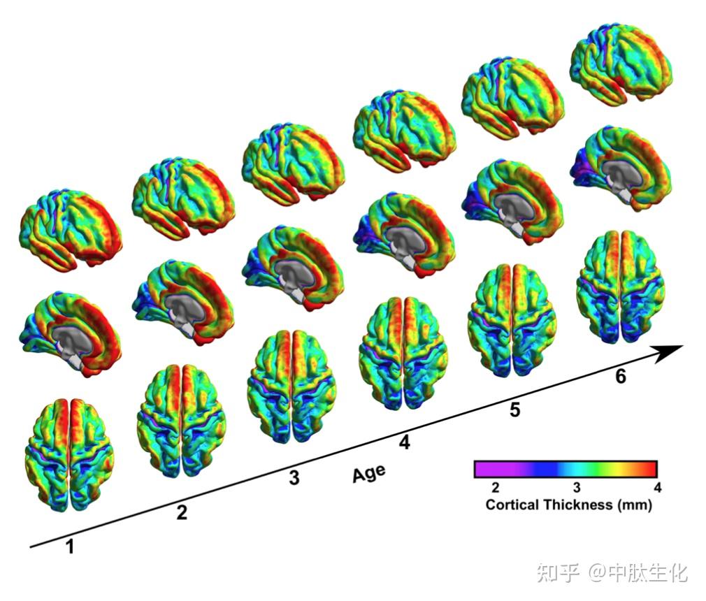 我国科学家首次绘制脑发育黄金期生长曲线
