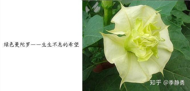 粉色曼陀羅花語:適意;藍色曼陀羅花語:詐情,騙愛;紫色曼陀羅花語:預知