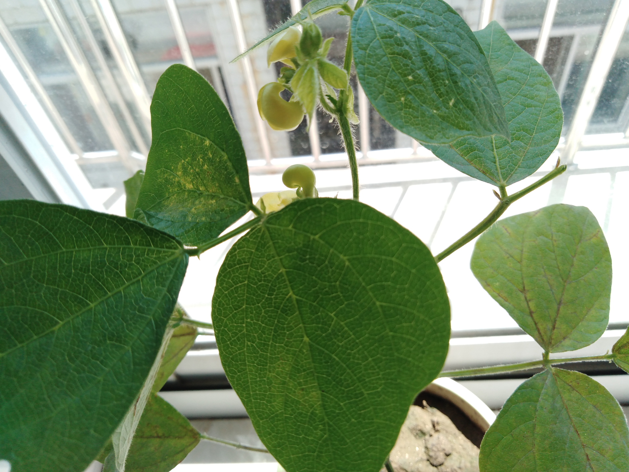 一篇断断续续普普通通的种红豆记录