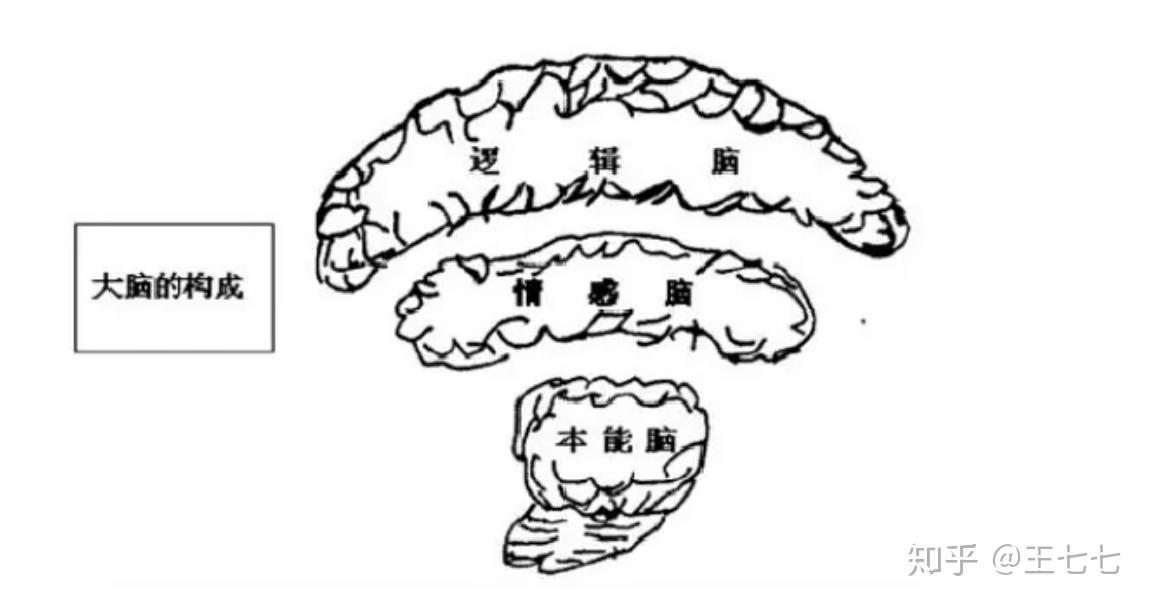 的古修辞学和现代神经系统科学,他通过分析把握大脑和语言之间的关系