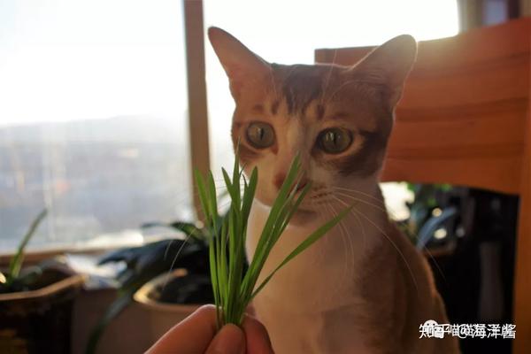 猫草种植终极教程 知乎