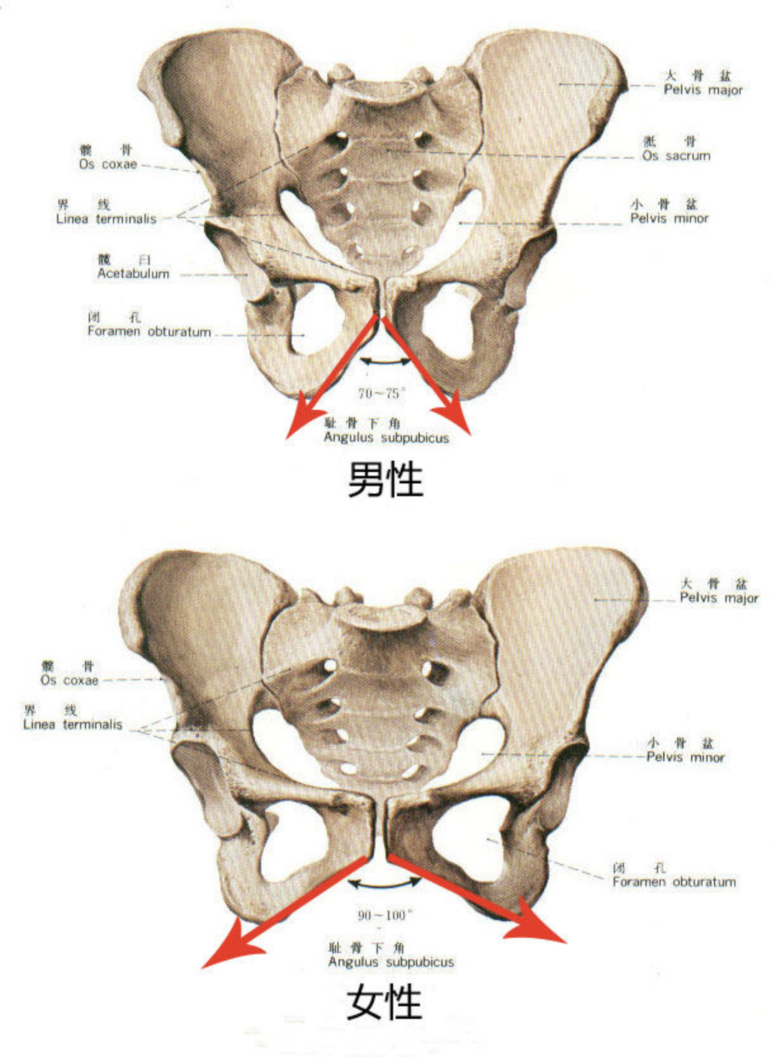 男女的骨盆形状有所不同男性骨盆要小,且耻骨下角为锐角而女性的耻骨