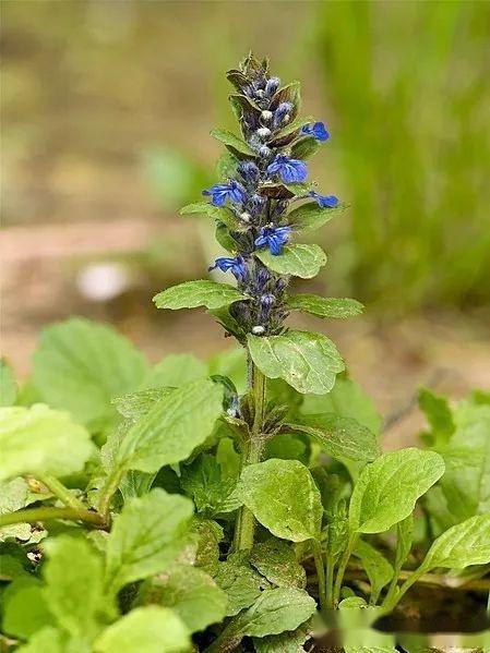 【植物界全系列】唇形科—筋骨草亚科(上)