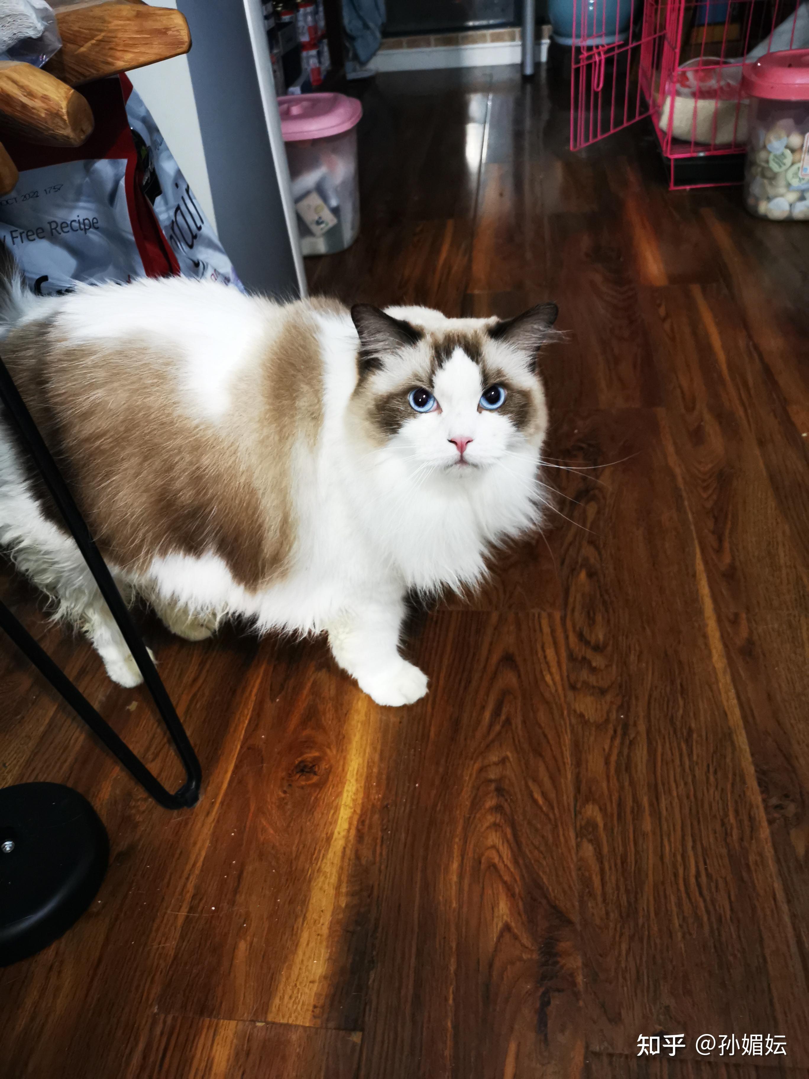 手套基因海双布偶算失格吗