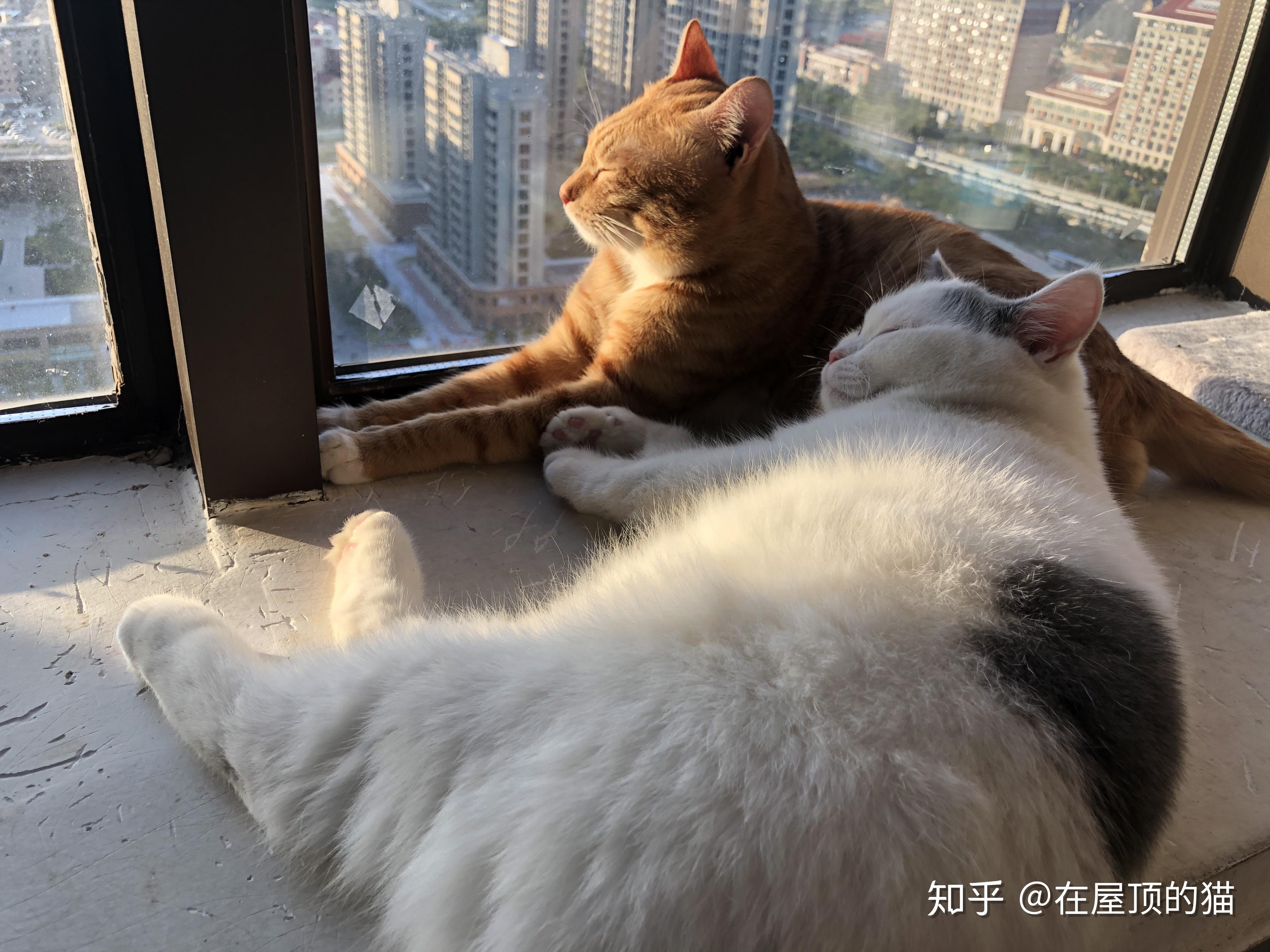 你们有让人动容的狗狗和猫咪在一起的温馨照片吗? - 知乎