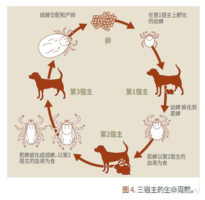 蜱虫"王炸"小百科