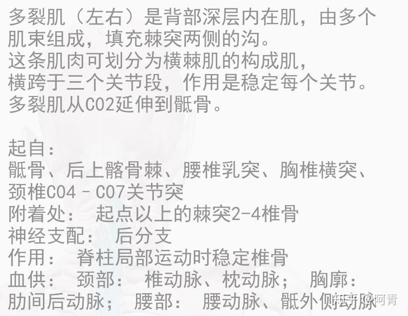 多裂肌的起止点? - 知乎