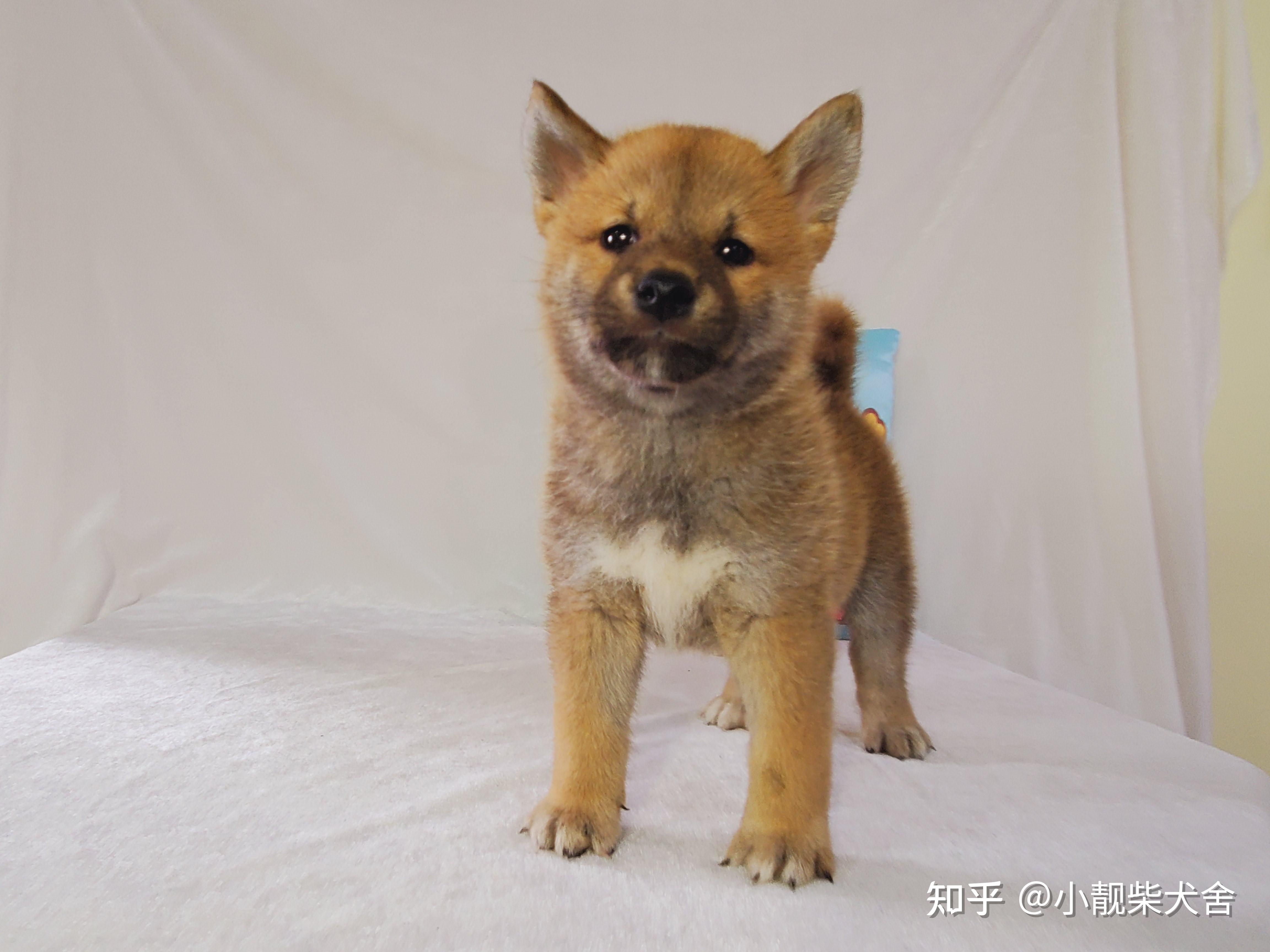 黑嘴小柴犬潛力股柴犬幼犬黑嘴和白嘴怎麼選黑口罩一般多久可以褪去