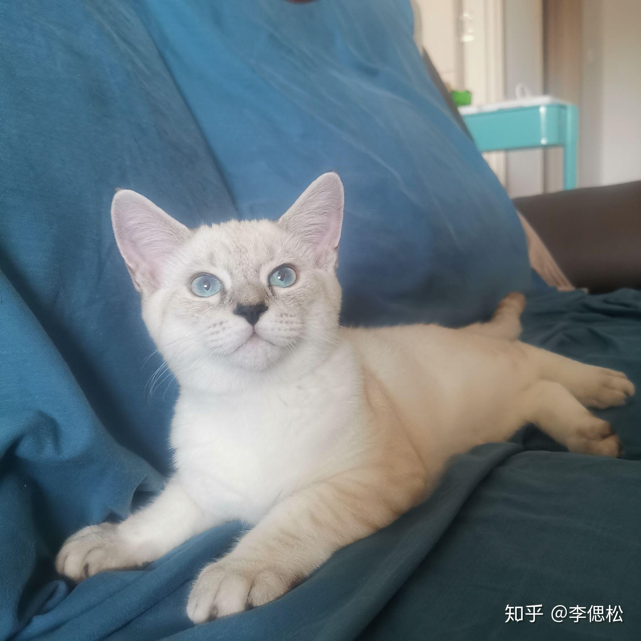 英短和暹罗杂交的猫长什么样