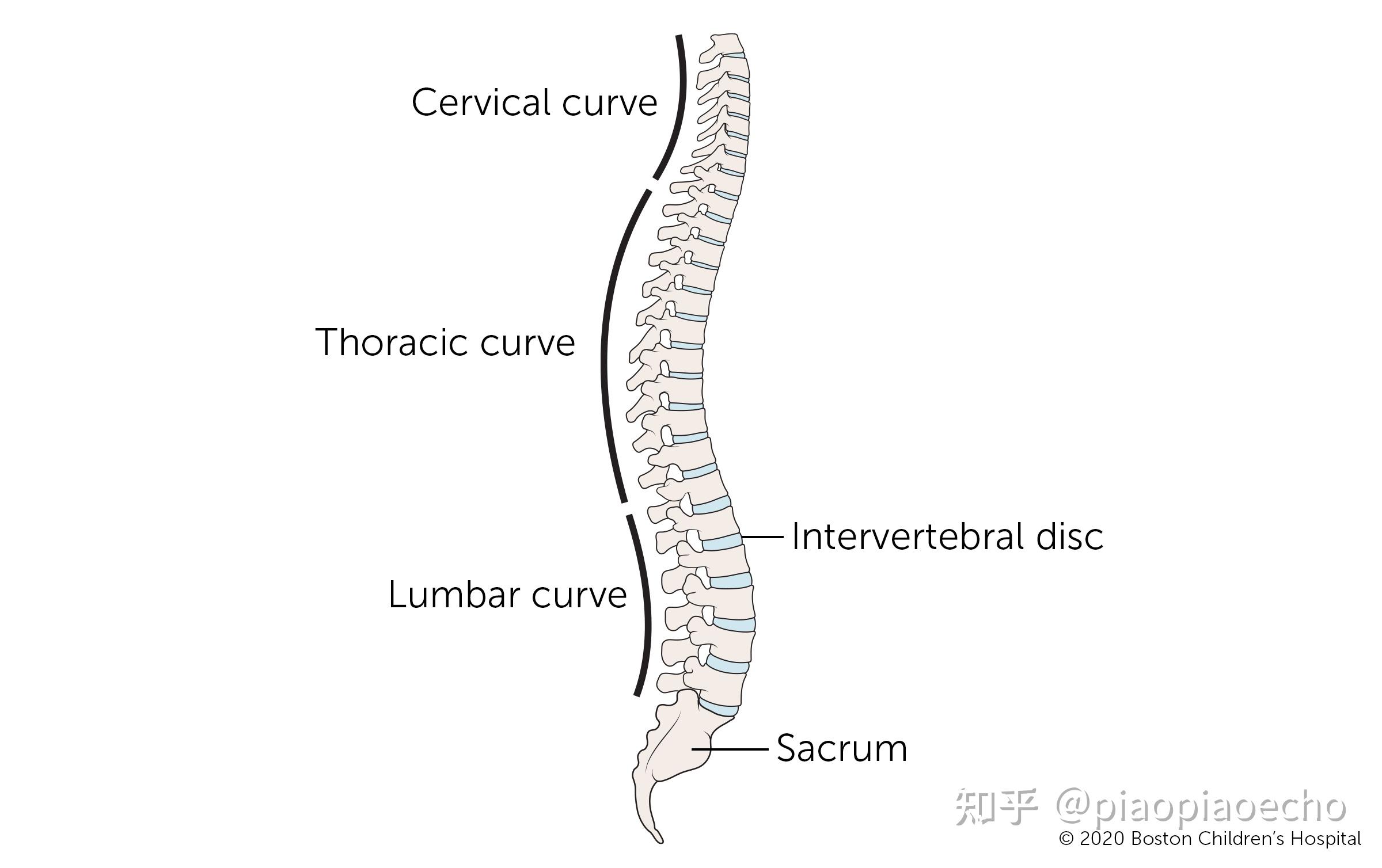 脊柱正常生理曲度图片图片