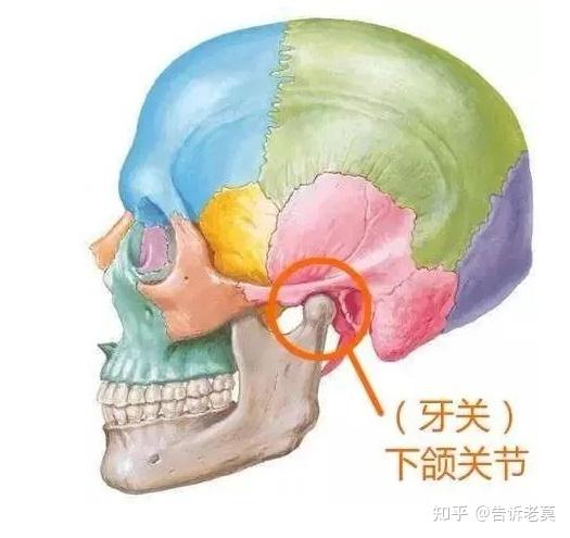 一文读懂,口腔训练的核心状态:提打挺松! - 知乎