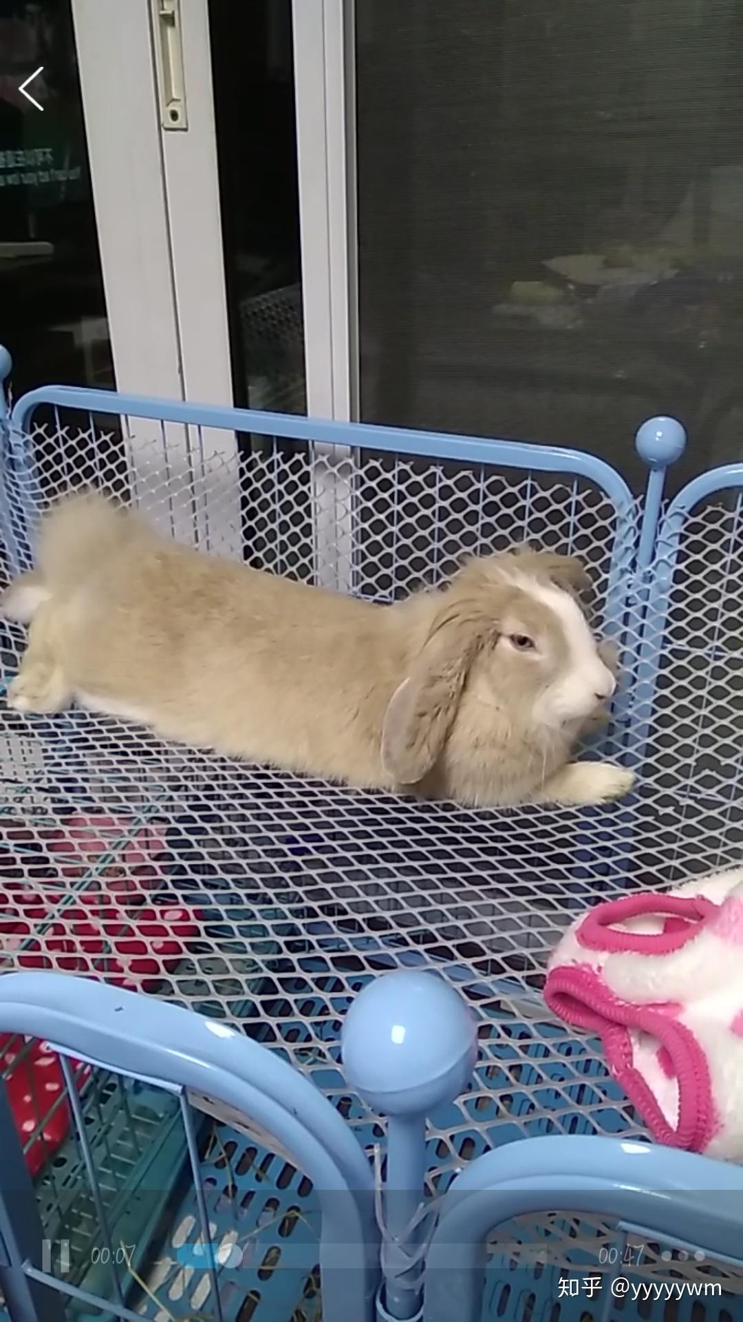 你养的兔子多久才出现"贵妃躺"?