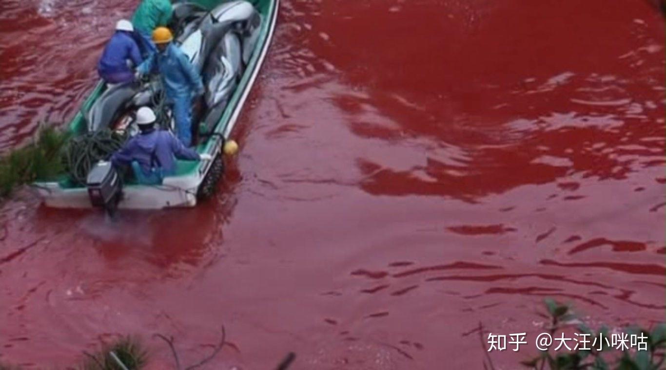 日本海豚湾进入血腥捕杀季这部93分纪录片你该看看