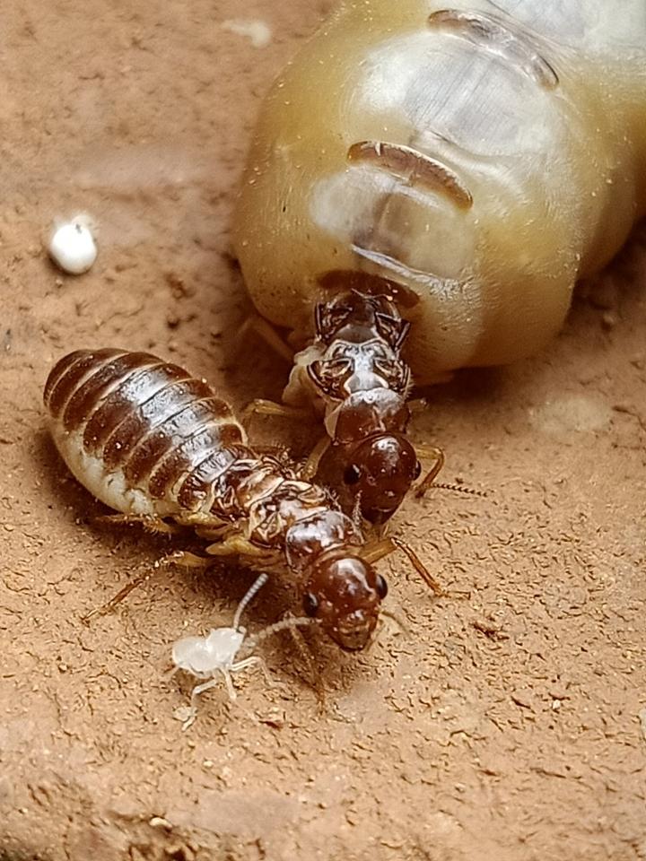 白蚁巢内有蚁王蚁后兵蚁工蚁,那么白蚁繁殖的时候,是如何控制数量和