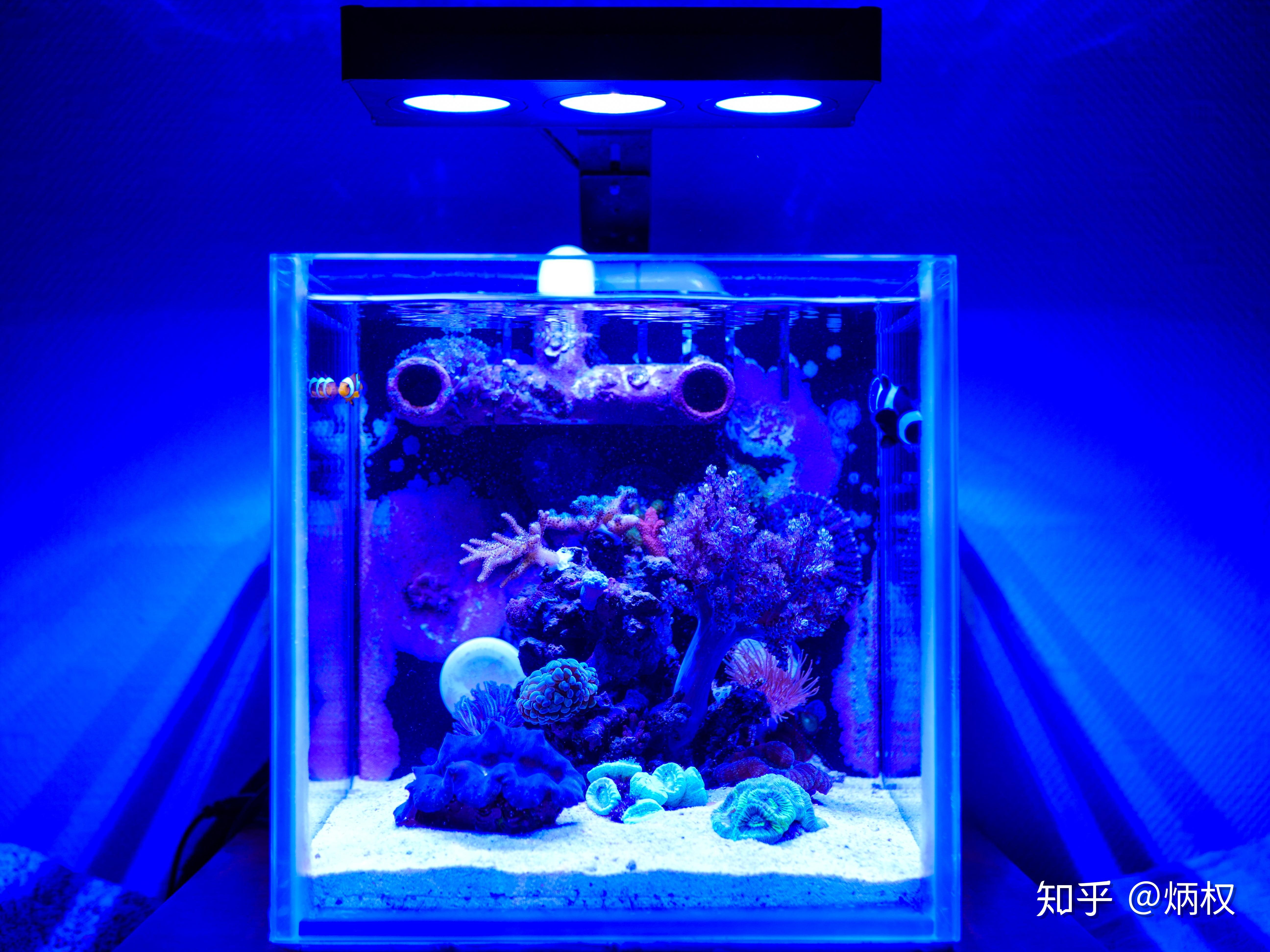 缸课有关于微型海缸狠狠地分享给你