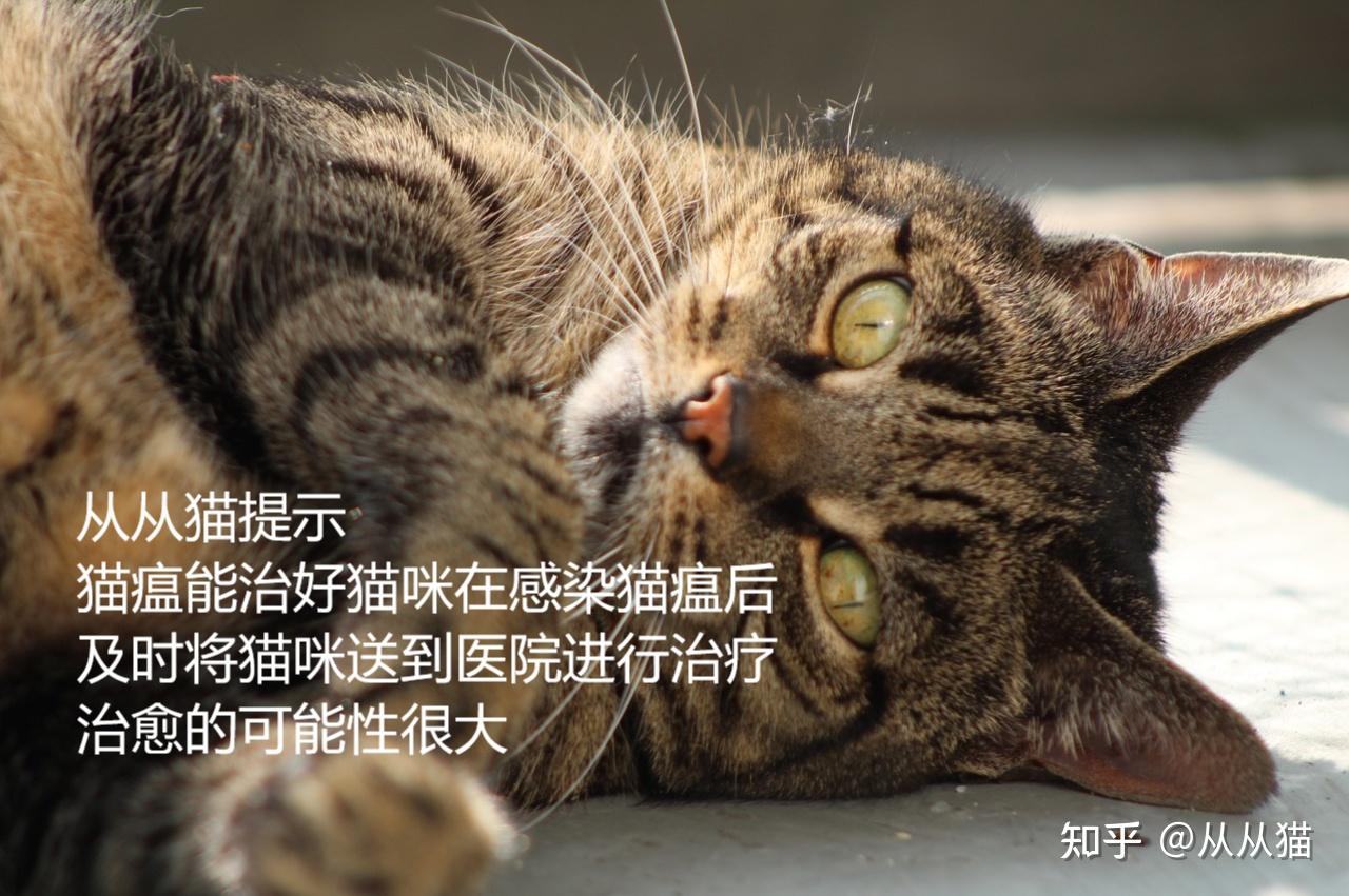 亲们猫猫猫瘟能治愈吗