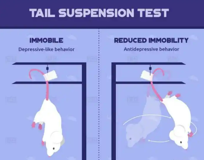 3分钟了解悬尾实验如何进行行为学实验教程