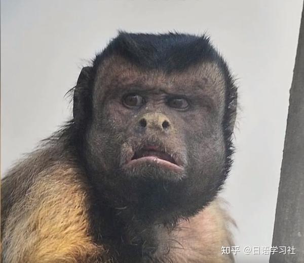 “丑萌丑萌”的用日语怎么说？ - 知乎