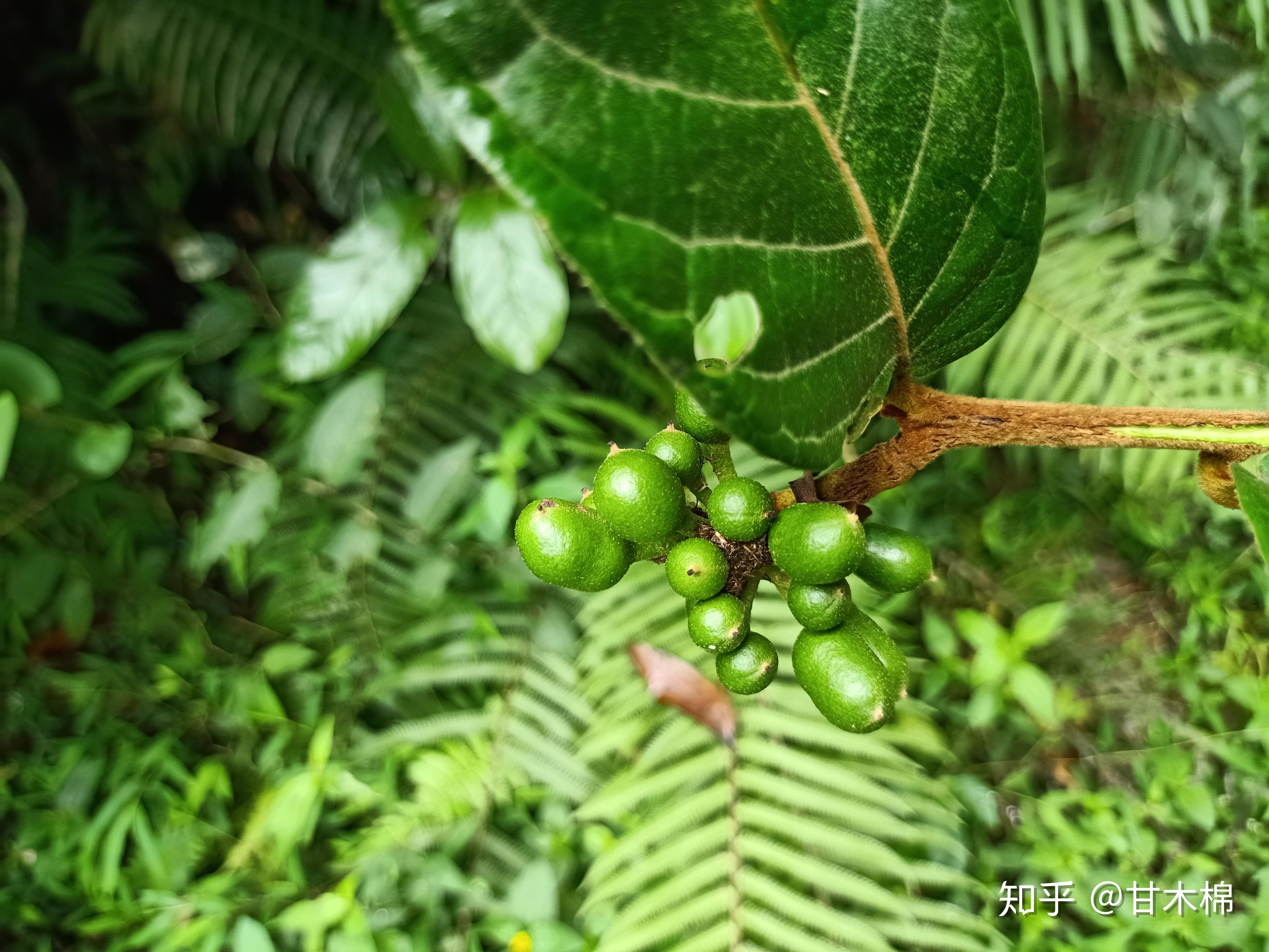 农村1种叫酒饼婆的植物可用来制作酒曲也是小时候常吃的野果