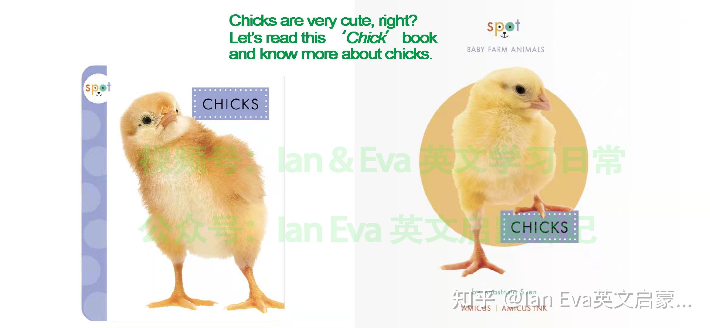 susan教英語名詞卡學習筆記chick