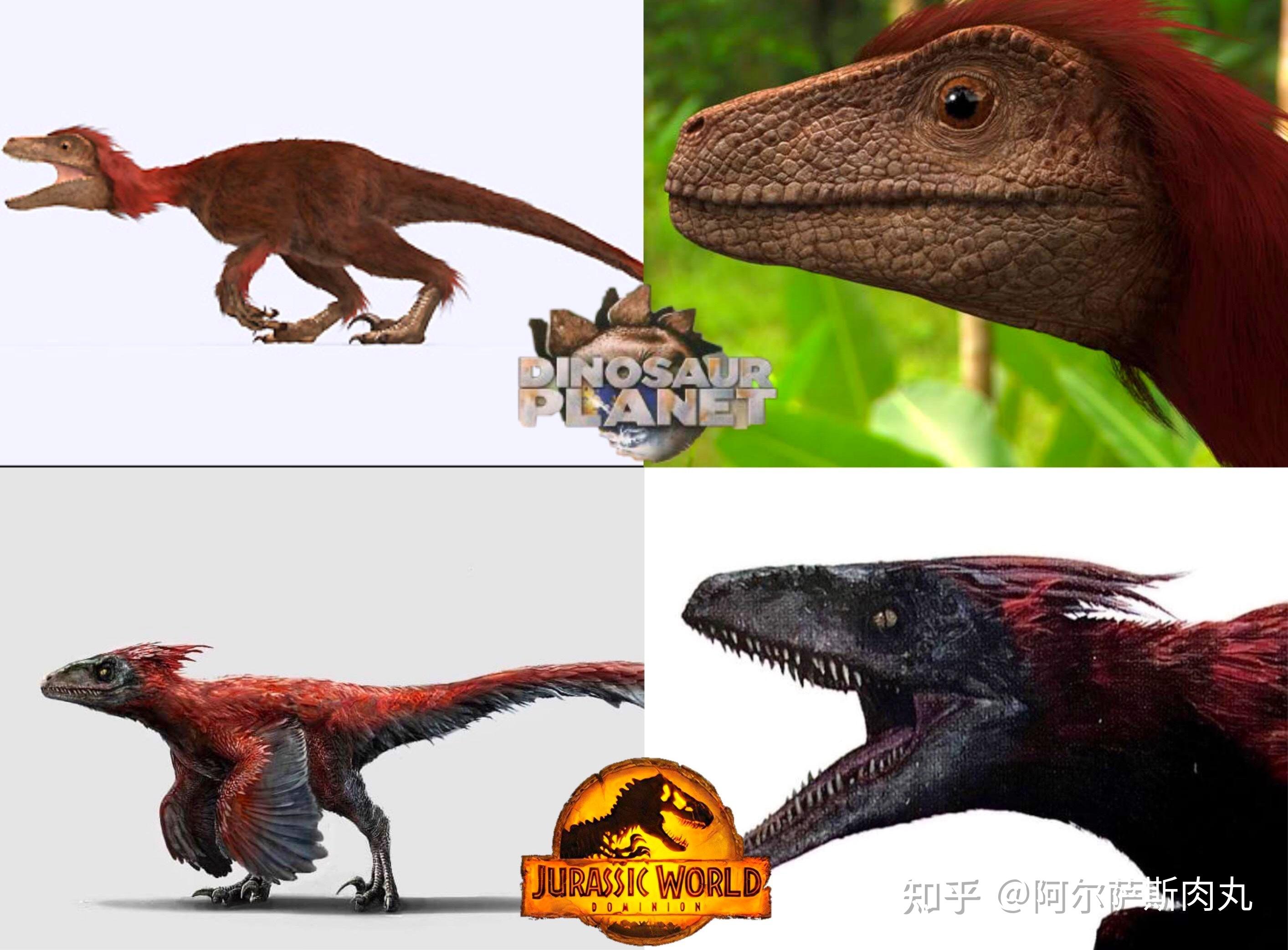 恐龙总目—蜥臀目—兽脚亚目—驰龙科 dromaeosauridae—火盗龙属
