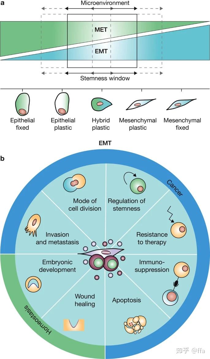人类细胞图谱计划与单细胞测序40细胞可塑性
