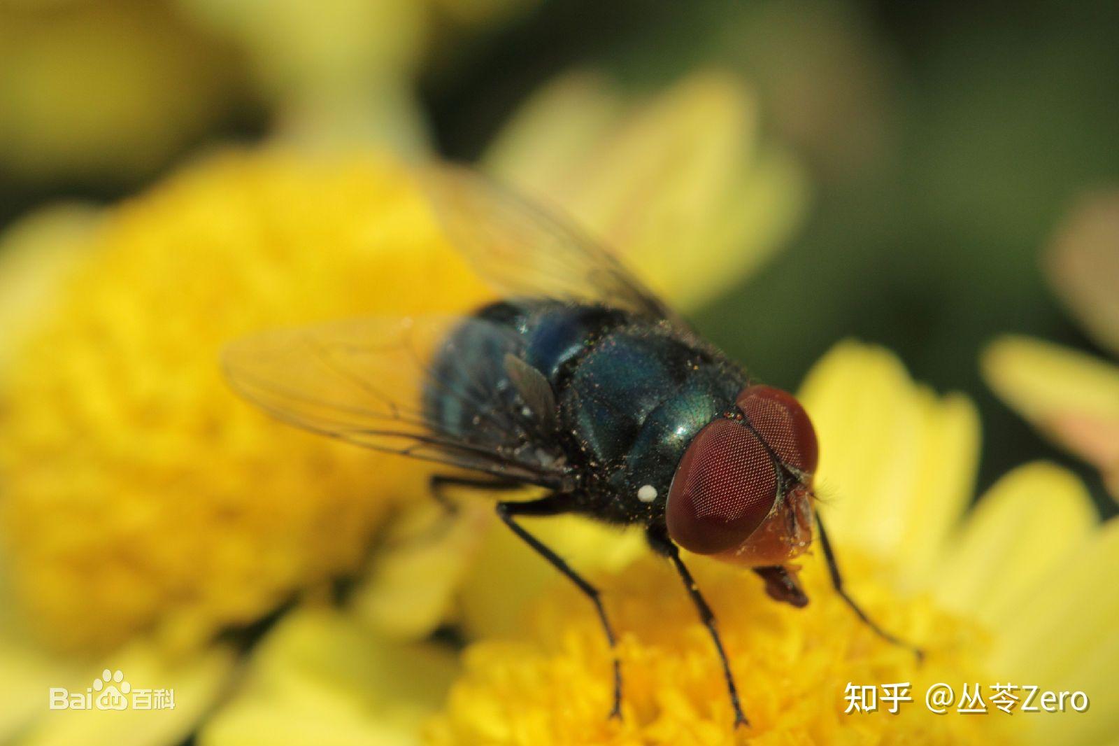 走近科学之《法医与苍蝇》 - 知乎