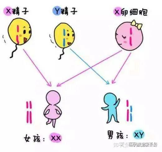 智力有一定的遗传性,同时受到环境,营养,教育等后天因素的影响.