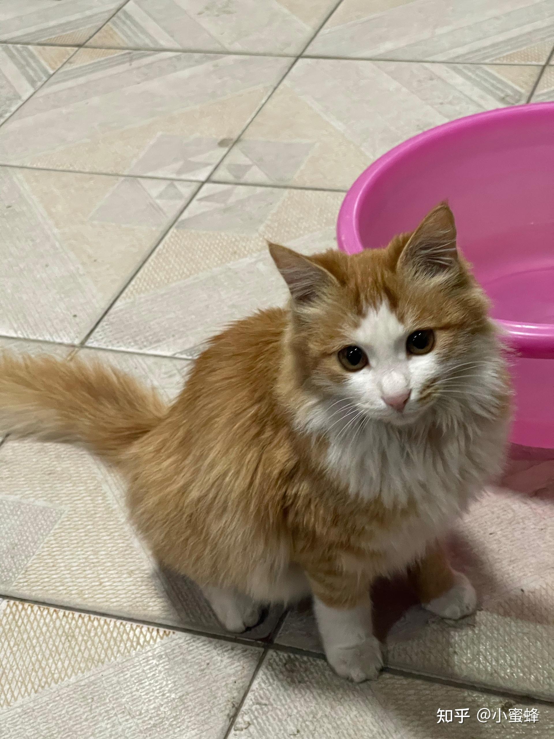 可以看看你们的长毛橘猫吗? - 知乎