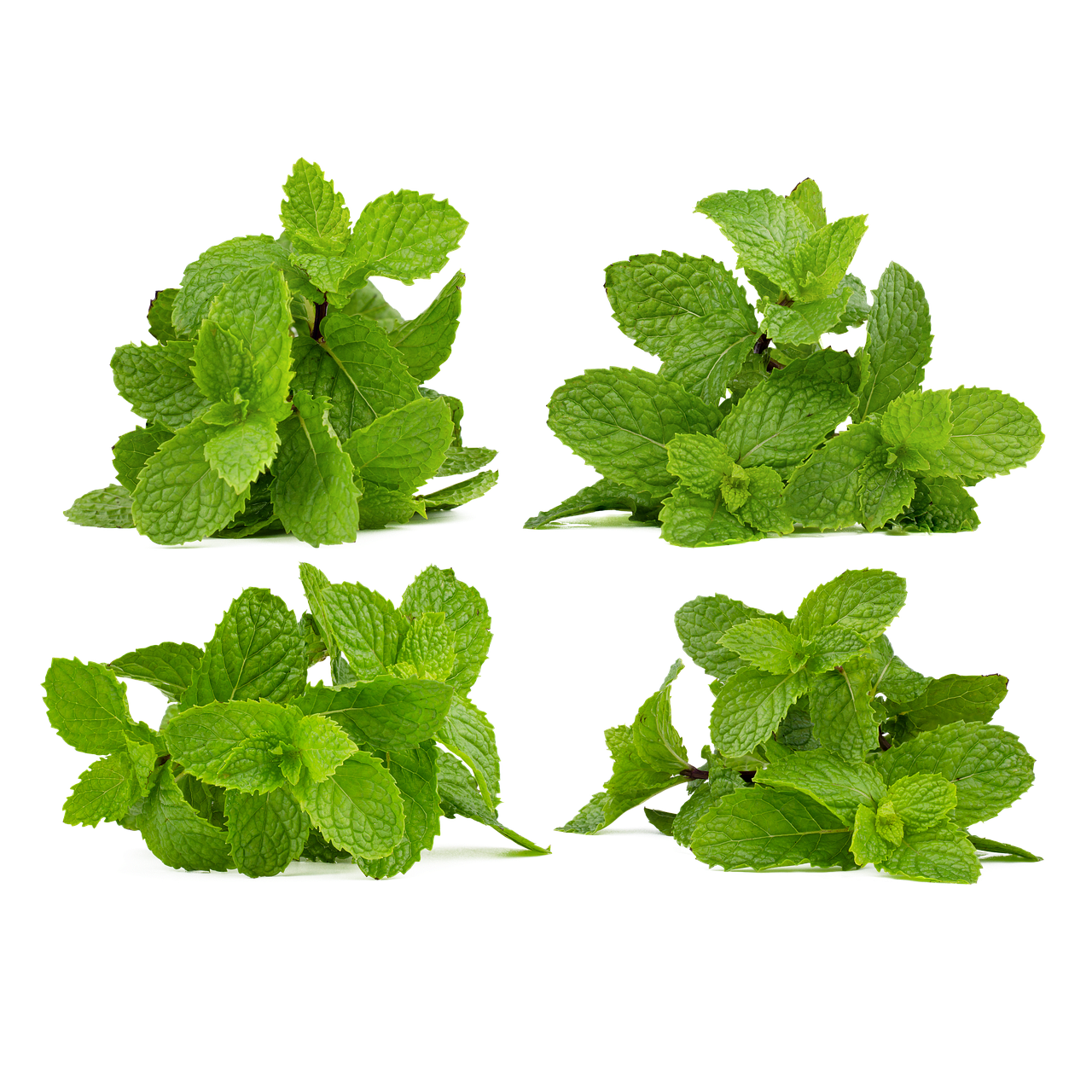 2. 三七叶药用价值