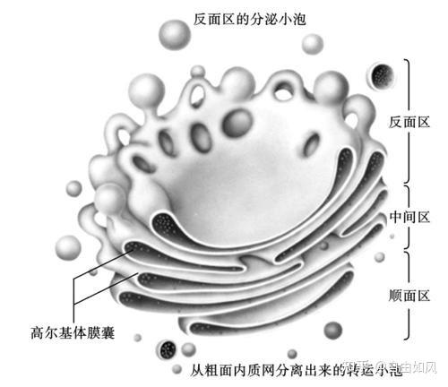 高尔基体画法图片