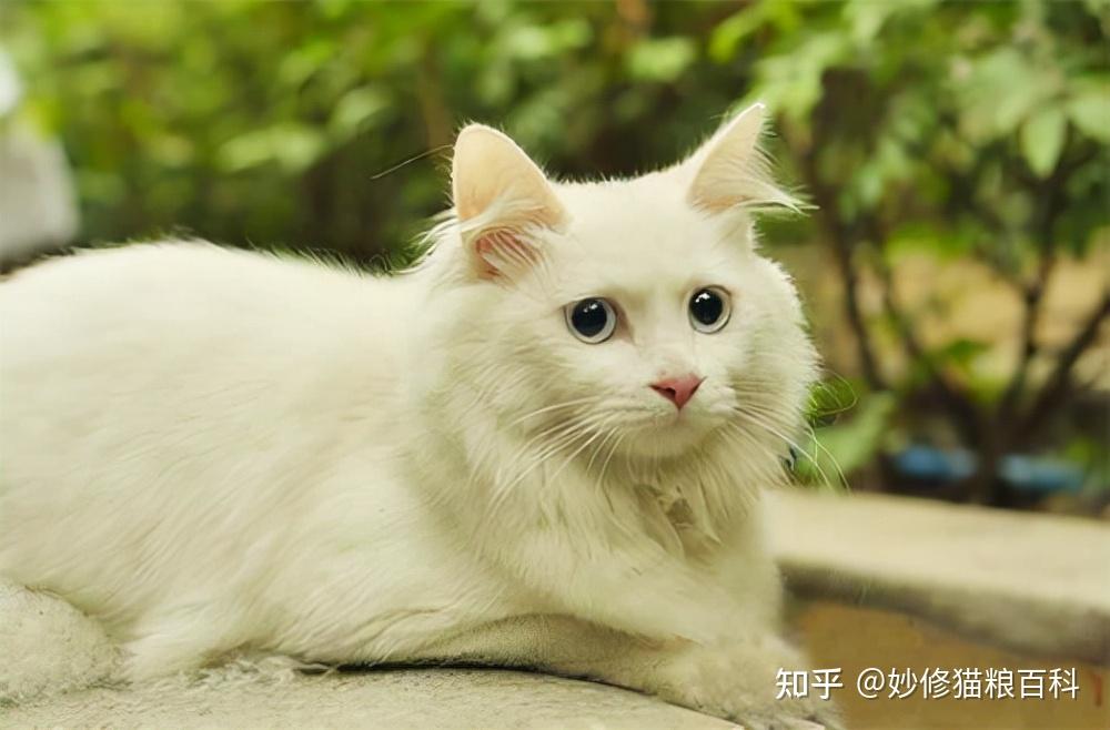 纯种狮子猫有这些特征,一看就知道,骗不了人 - 知乎