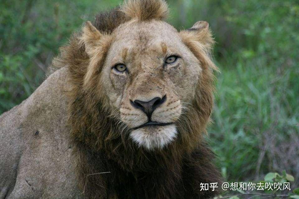 广州动物园狮子留了个齐刘海,工作人员「它自己打理