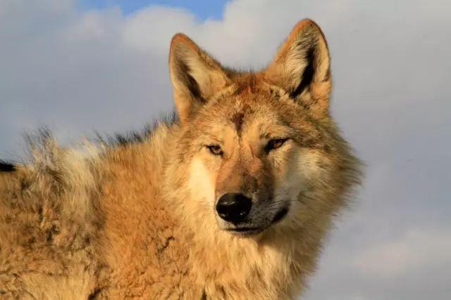 感动千万网友的故事再刷屏:她养大一匹狼,送它重返狼群_https://www.izongheng.net_快讯_第18张