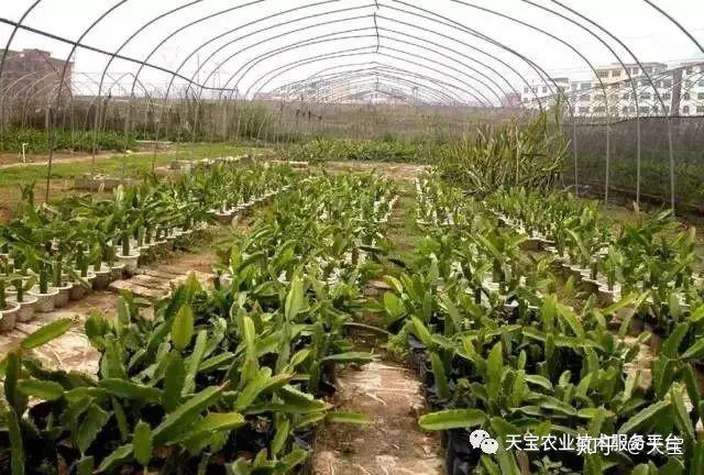 组培繁殖扦插繁殖二,种苗繁殖技术火龙果适宜的生长温度为25-35℃,5