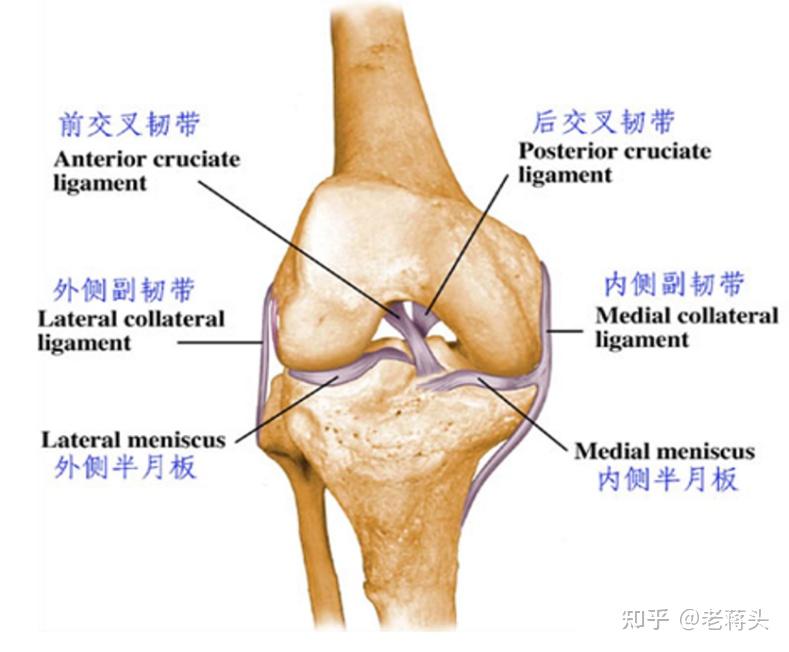 易被忽视的小透明