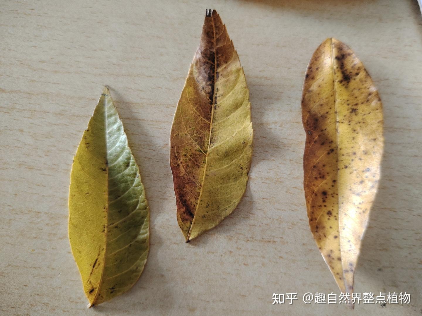 全缘叶栾树与无患子(树皮,树叶,果)形态的细节比对 - 知乎