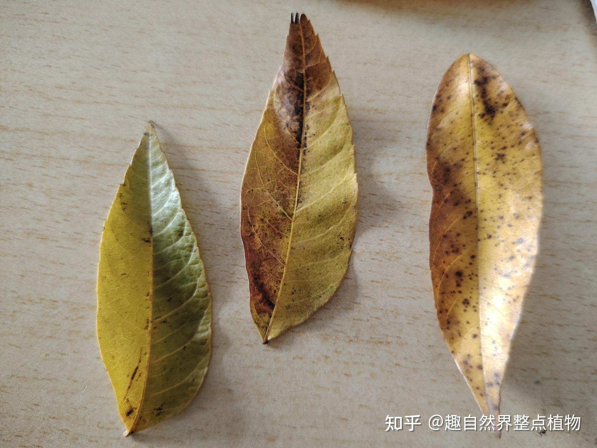 全缘叶栾树与无患子（树皮，树叶，果）形态的细节比对 - 知乎