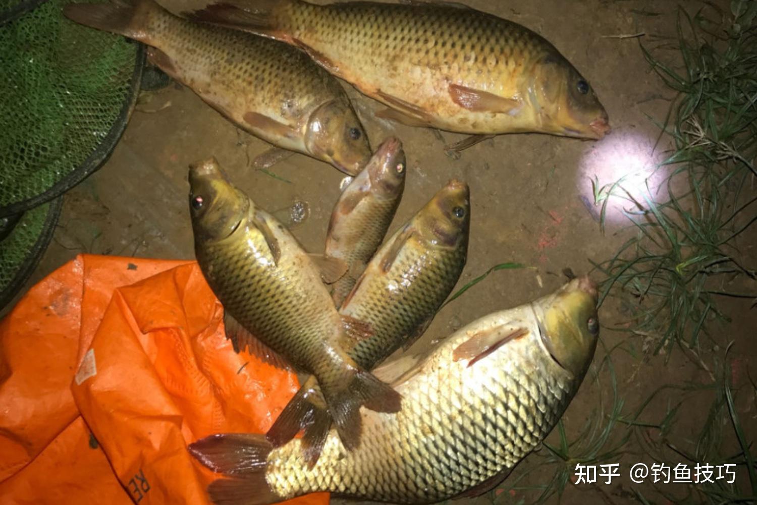 黄河大鲤鱼受热捧，曾经的“淡水鱼王”还能吃到吗？_养殖
