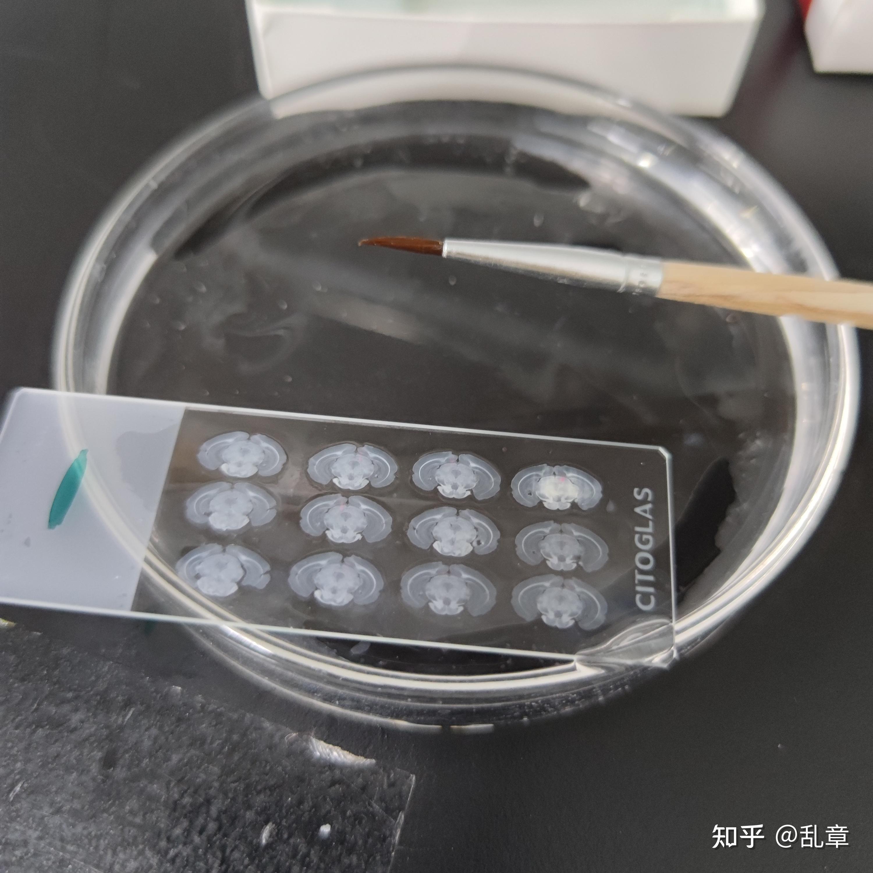 实验日常之脑片是如何切成的