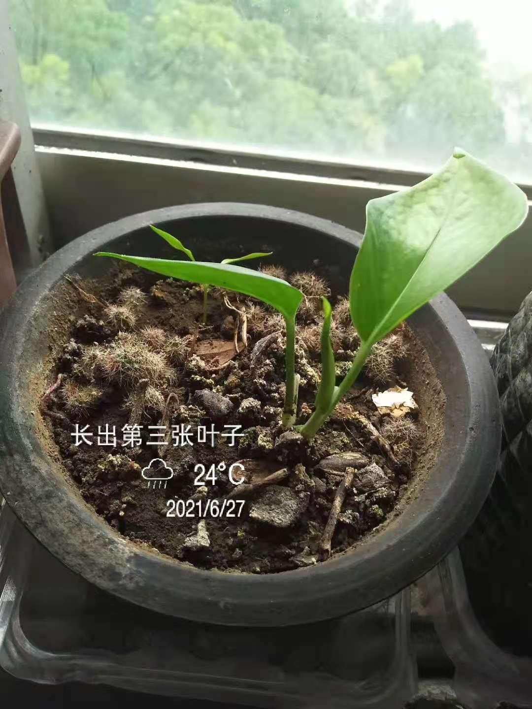 绿萝从小到大生长过程图片