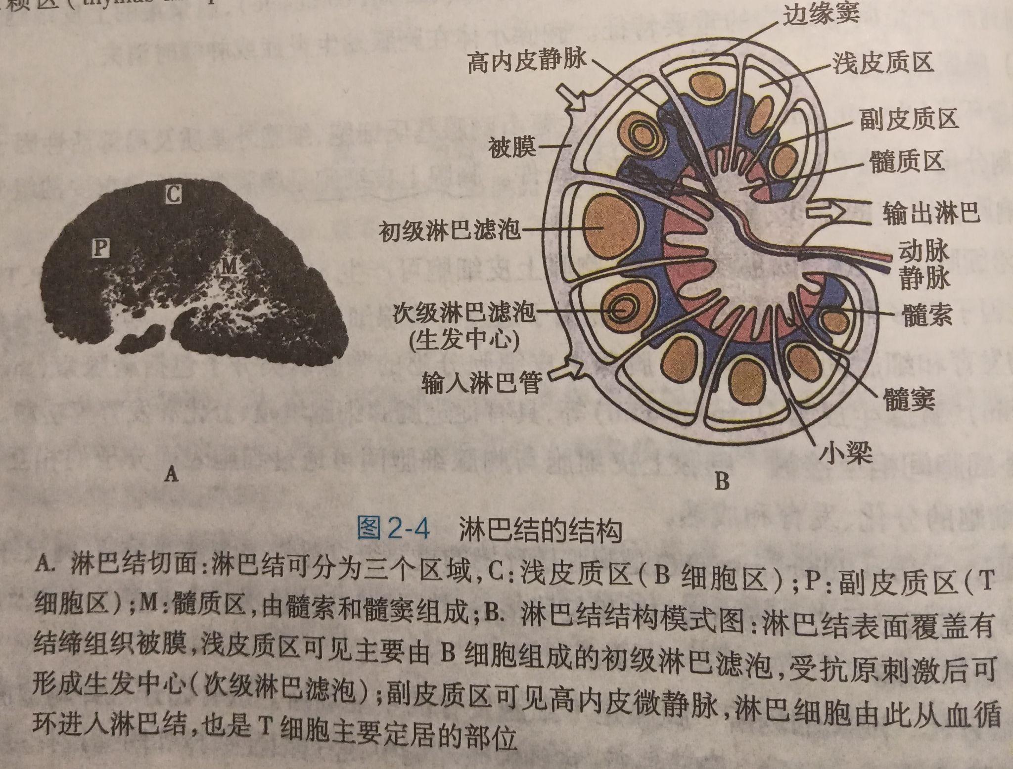 試述淋巴結脾腸粘膜相關淋巴組織的結構特點以及與其功能的關係